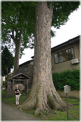 画像:十一屋町八幡神社のケヤキ(幹と並ぶ)