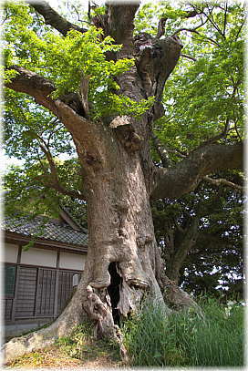 画像:諏訪神社のエノキ