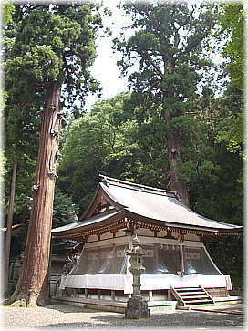 画像:上許曽神社のスギ