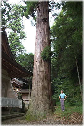 画像:上許曽神社のスギ(幹と並ぶ)