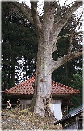 画像：上利員熊野神社のケヤキ（幹と並ぶ）