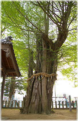 画像:金山彦神社のイチョウ_1