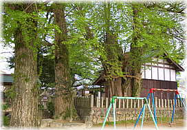 画像:金山彦神社のイチョウ_2