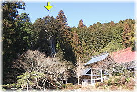 画像:甘泉寺のコウヤマキ(遠景)