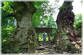 画像:菅山寺のケヤキ(幹と並ぶ)
