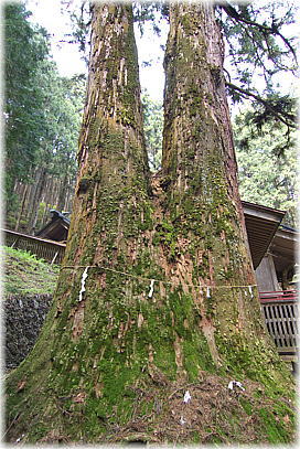 画像:加蘇山神社の杉(奥ノ院入口のスギ)