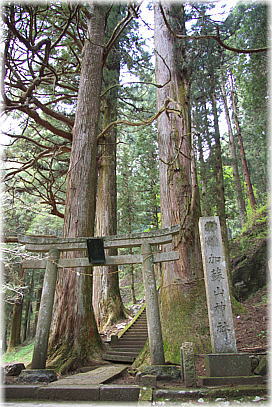 画像:加蘇山神社の杉(石段下のスギ)
