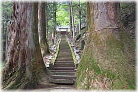 画像:加蘇山神社の杉(石段)