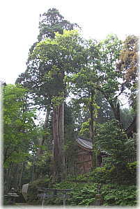 画像:加多志波神社のスギ(全景)