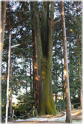 画像:片山白山神社のスギ_1