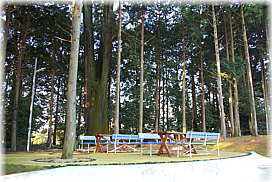画像:片山白山神社のスギ_2