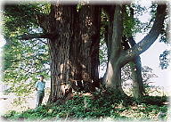 画像:河内神社のスギ(幹と並ぶ)