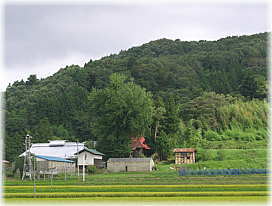 画像:鹿山神社の大イチョウ(遠景)