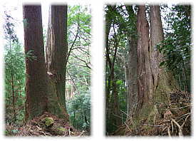画像:神妻神社のスギ(最大の個体)