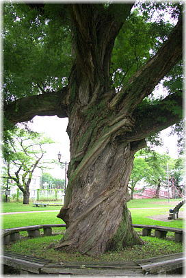 画像:桂城公園のシロヤナギ 画像:桂城公園のシロヤナギ