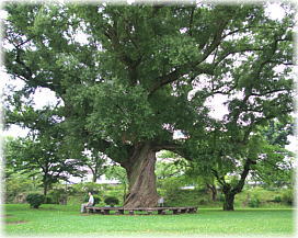 画像:桂城公園のシロヤナギ(幹と並ぶ) 画像:桂城公園のシロヤナギ(幹と並ぶ)