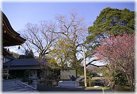 画像:菊蓮寺のケヤキ(遠景)