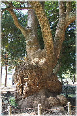 画像:許禰神社のクスノキ
