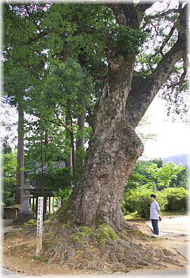 �摜�F�������̃^�u�m�L�i���ƕ��ԁj