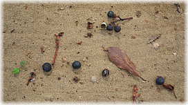 �摜�F�������̃^�u�m�L�i���ʁj