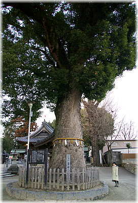 �摜�F����_�Ђ̃N�X�i���ƕ��ԁj