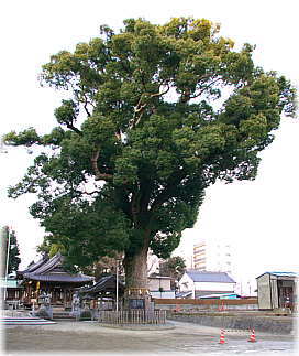 �摜�F����_�Ђ̃N�X�i�S�i�j