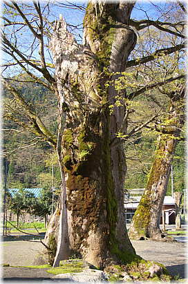 画像:住吉神社のケヤキ(参道奥)