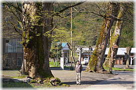 画像:住吉神社のケヤキ(幹と並ぶ)