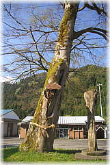 画像:住吉神社のケヤキ(道路上)