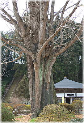 画像:江畔寺のイチョウ