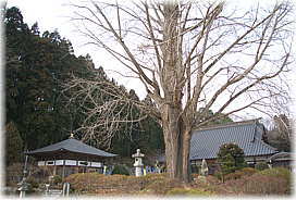 画像:江畔寺のイチョウ(全景)