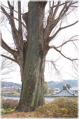 画像:江畔寺のイチョウ(反対側から)