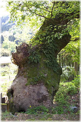 画像:高照寺のケヤキ(本堂側から見る)