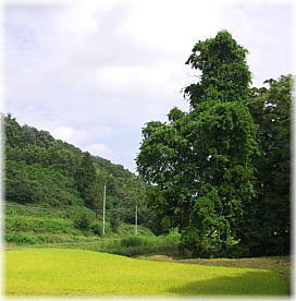 画像:熊野大権現堂の杉(遠景)