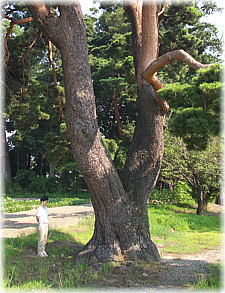 画像:栗林神社のアカマツ(幹と並ぶ)