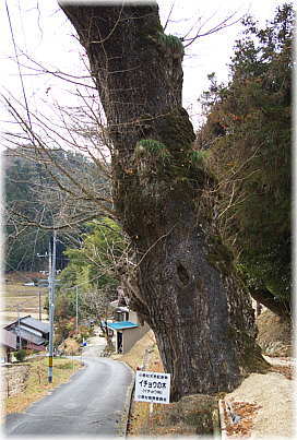 画像:教聖寺のイチョウ