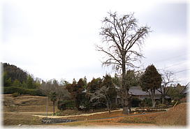 画像:教聖寺のイチョウ(遠景)