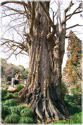 画像:鏡徳寺のイチョウ(幹と並ぶ)