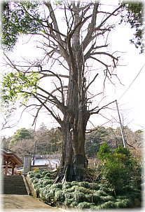 画像:鏡徳寺のイチョウ(全景)