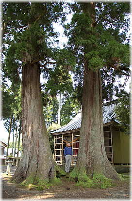 画像:麻気神社のスギ(幹と並ぶ)