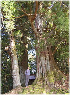 画像:子之神社のスギ(幹と並ぶ)