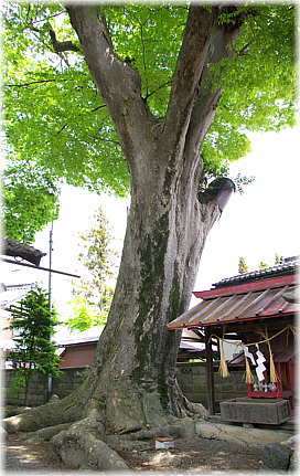 画像:津島社のケヤキ