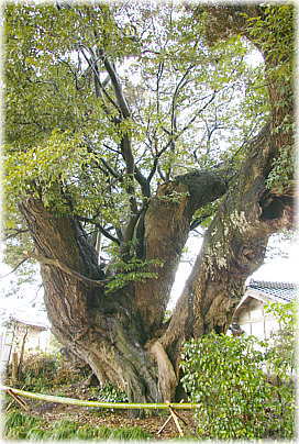 画像:三嶋神社のシイ