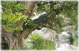 画像:三嶋神社のシイ_2