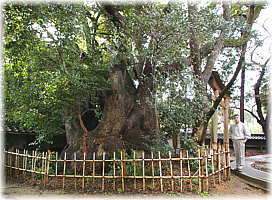 画像:御津神社のクスノキ(幹と並ぶ)