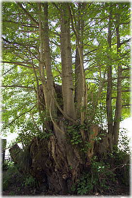 画像:三峯の大いちょう