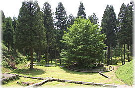 画像:三峯の大いちょう(遠景)