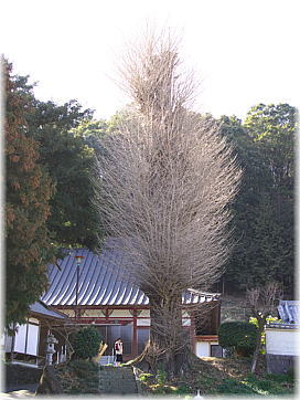 画像:密蔵院のイチョウ(幹と並ぶ)