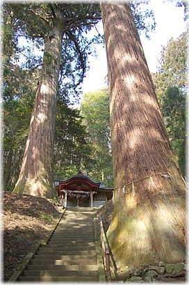 画像:三浦杉