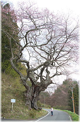 画像:桃前のサクラ